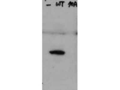 Western Blot: HAUS8 [p Ser70] Antibody [NBP2-19128]